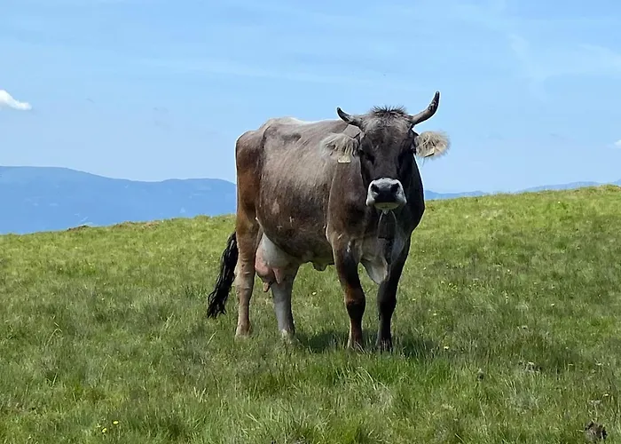 Logis125 I Barbara Hofmann Gamlitz